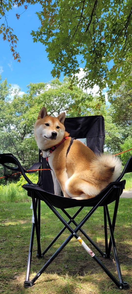 foto gemas Shiba Inu saat berkemah (reddit.com/user/drumstickballoonhead)