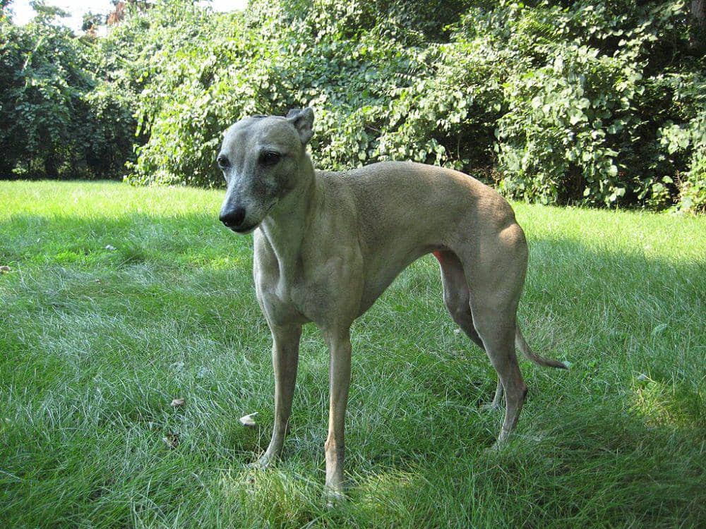 Anjing whippet (commons.wikimedia.org/madaise)