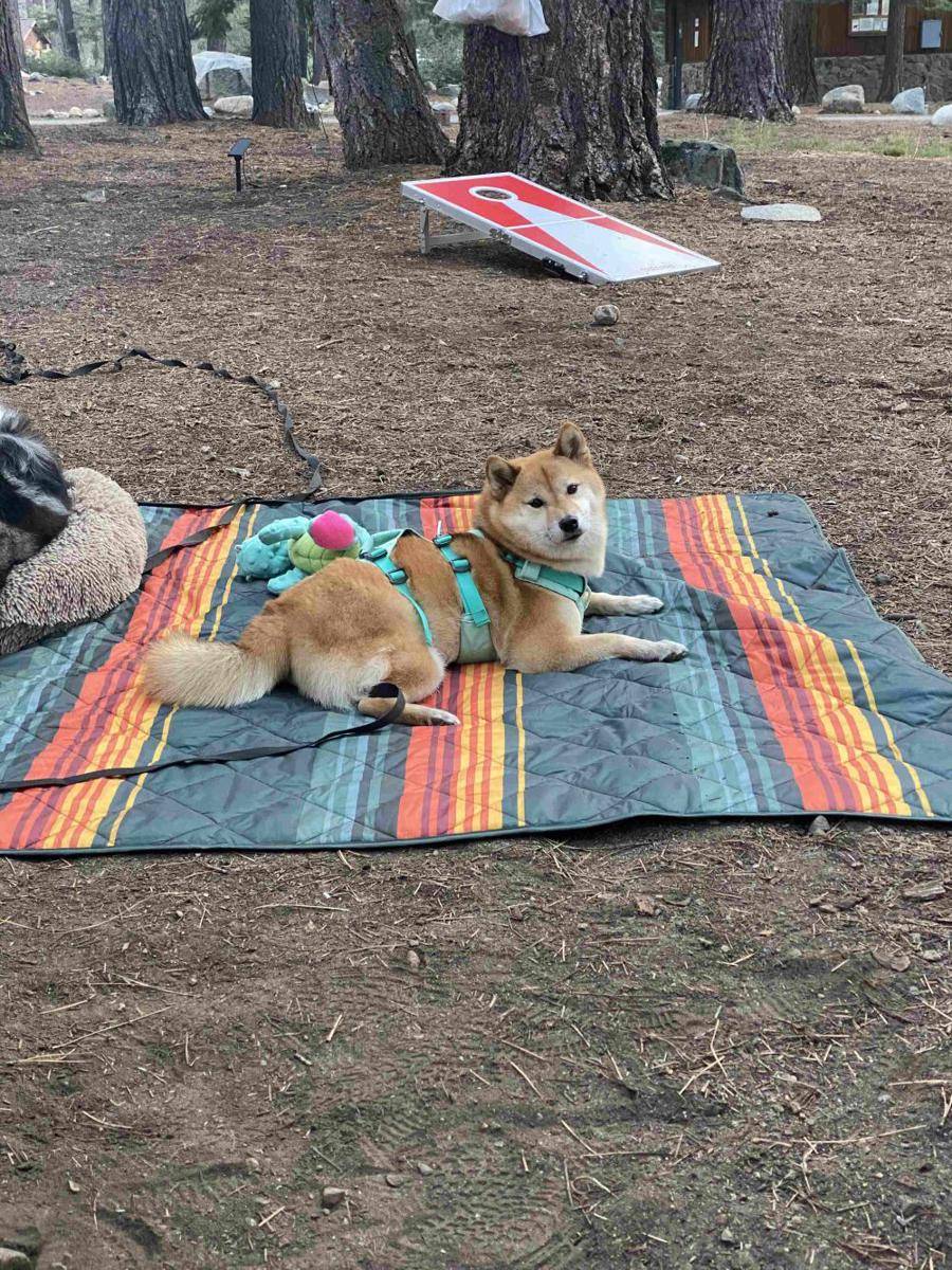 foto gemas Shiba Inu saat berkemah (reddit.com/user/minklyn)