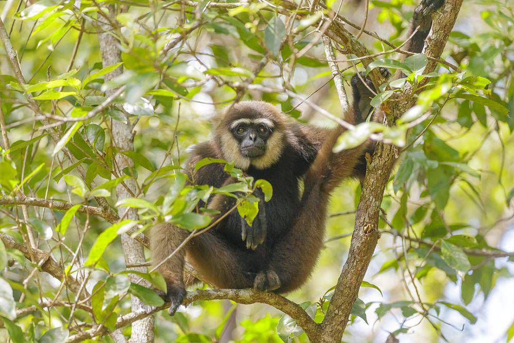 owa kalimantan atau kalawet (commons.wikimedia.org/ Thomas Fuhrmann)