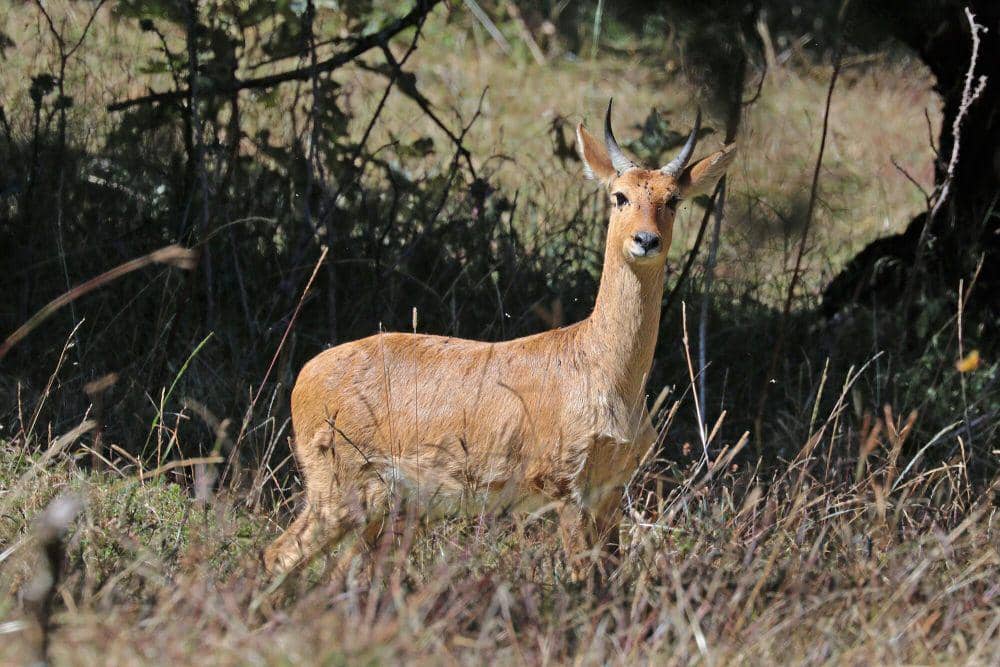 Bohor reedbuck (commons.m.wikimedia.org/Charles J. Sharp)