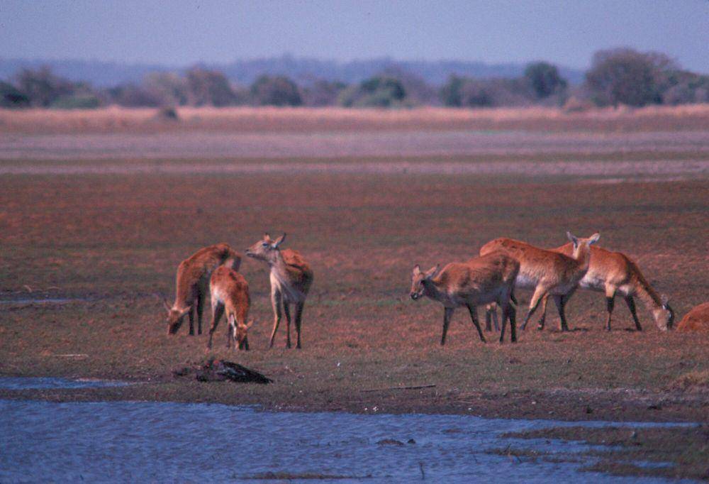 Kafue lechwe (commons.m.wikimedia.org/Unknown)