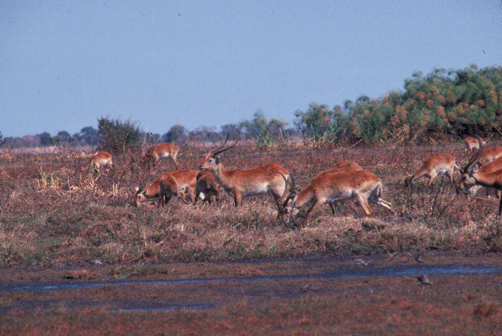 Kafue lechwe (commons.m.wikimedia.org/Unknown)