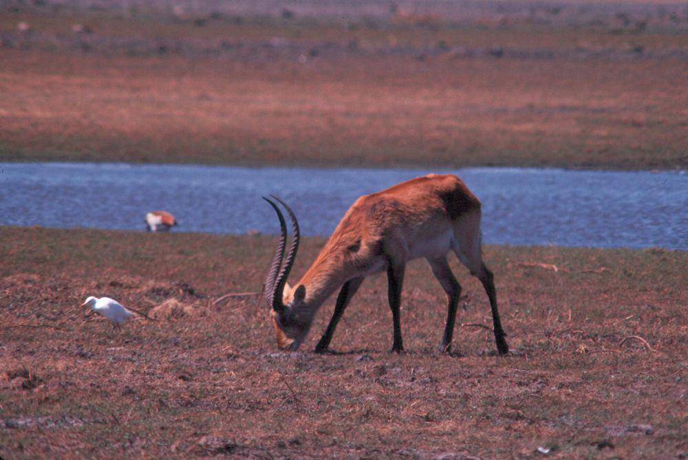 Kafue lechwe (commons.m.wikimedia.org/Unknown)