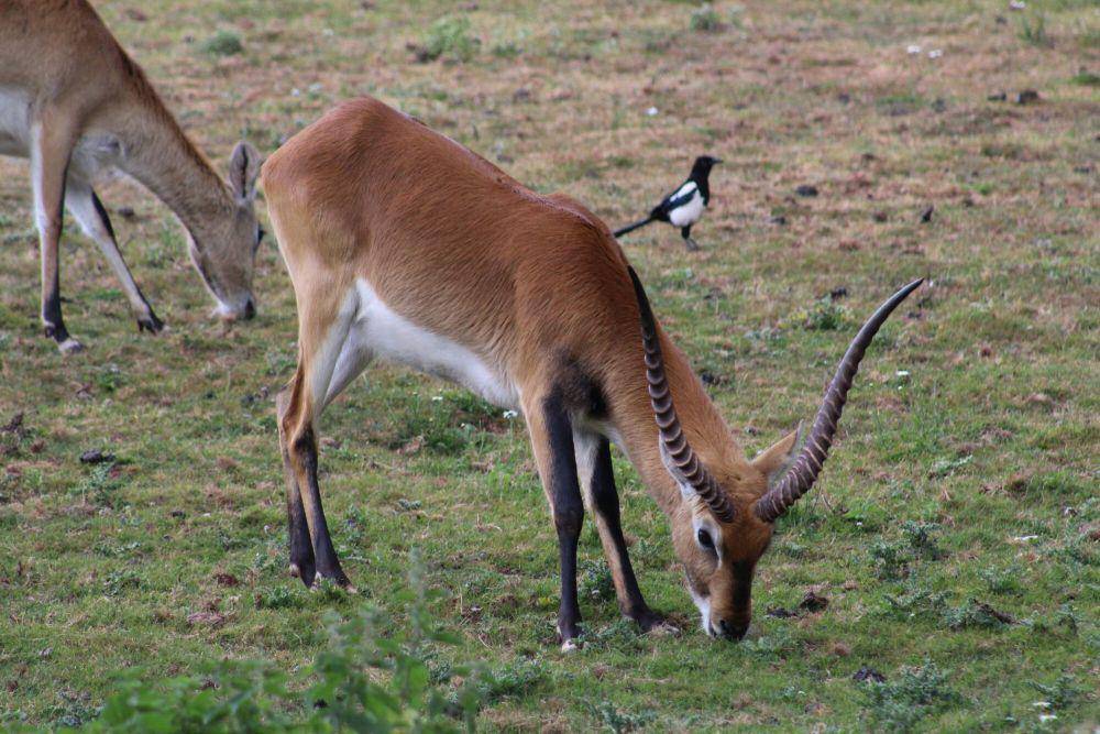 Kafue lechwe (commons.m.wikimedia.org/BronxZooFan)