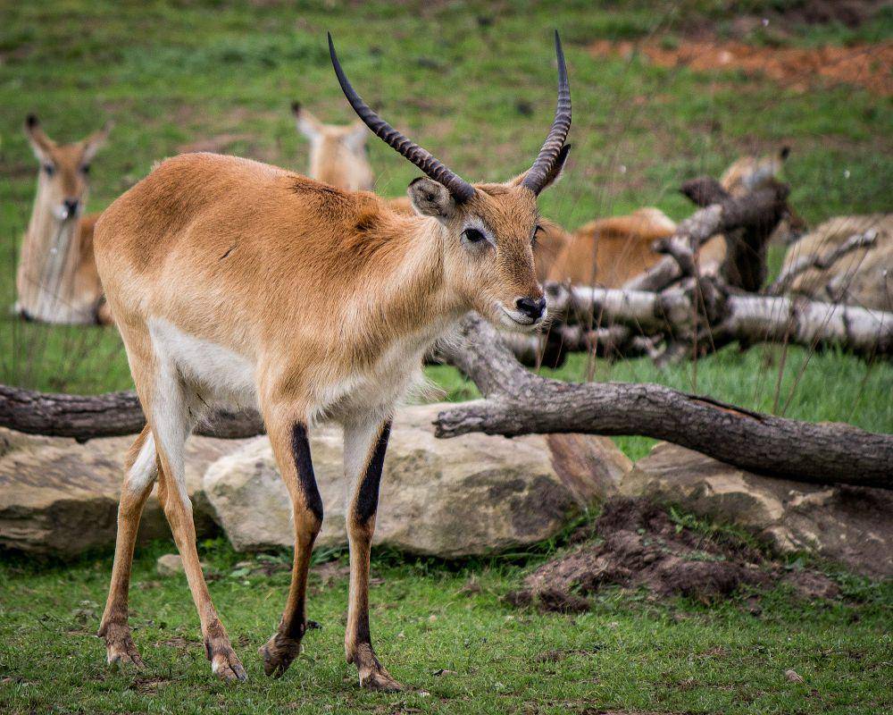 Kafue lechwe (commons.m.wikimedia.org/