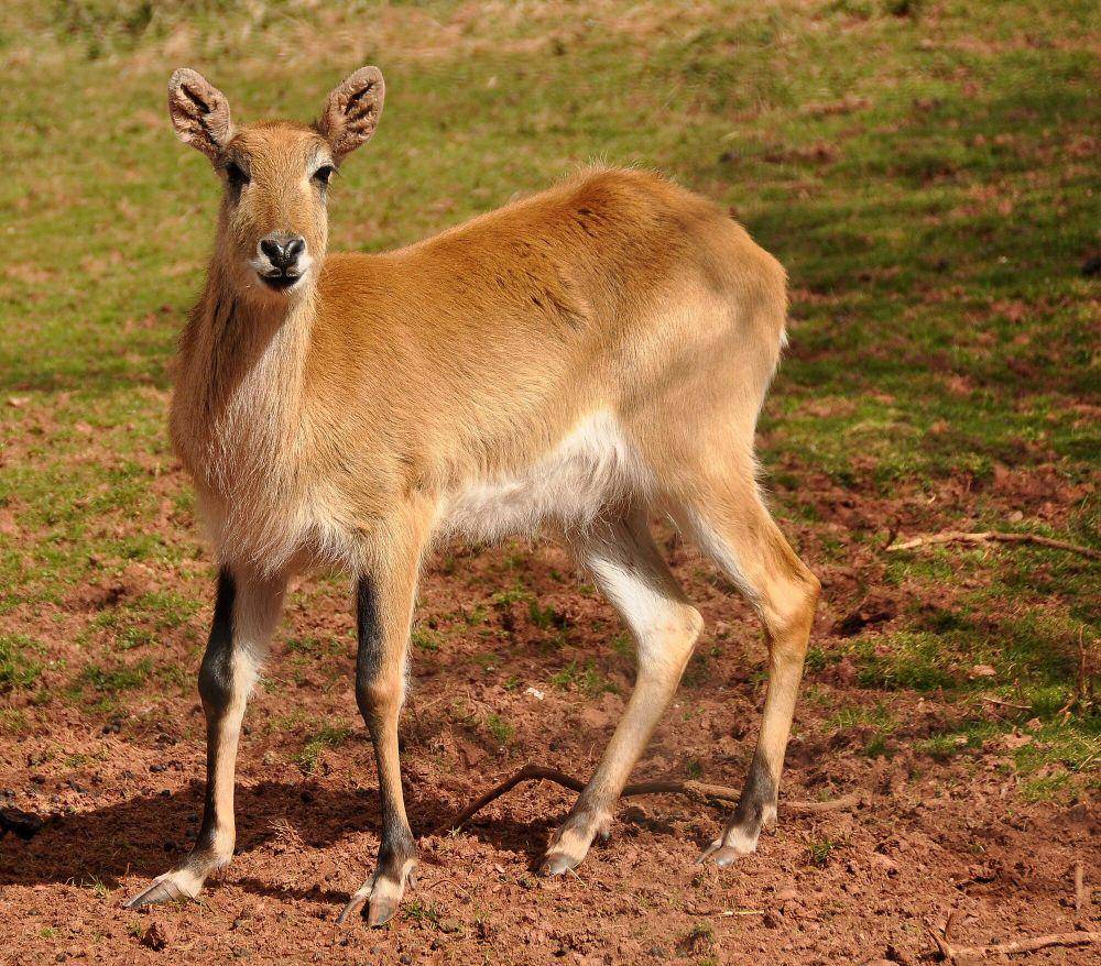 Kafue lechwe (commons.m.wikimedia.org/Nilfanion)
