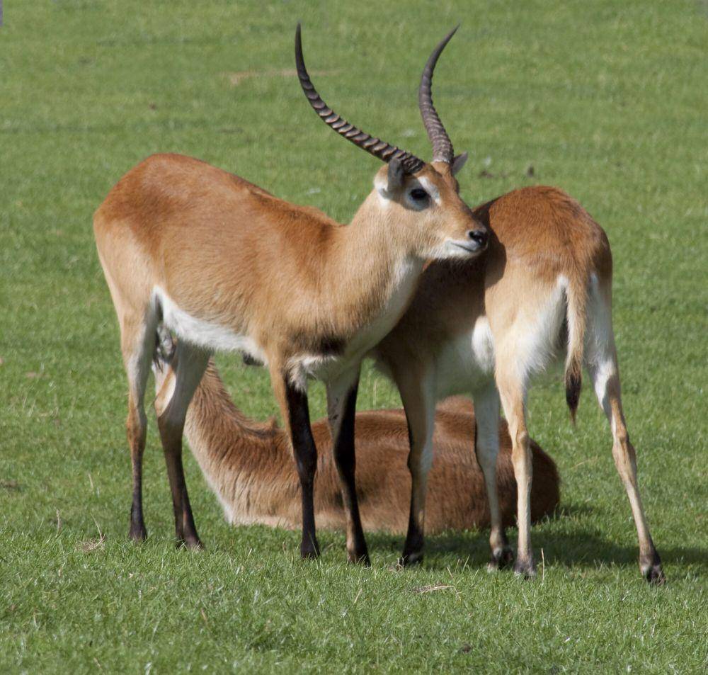 Kafue lechwe (commons.m.wikimedia.org/Tony Hisgett)