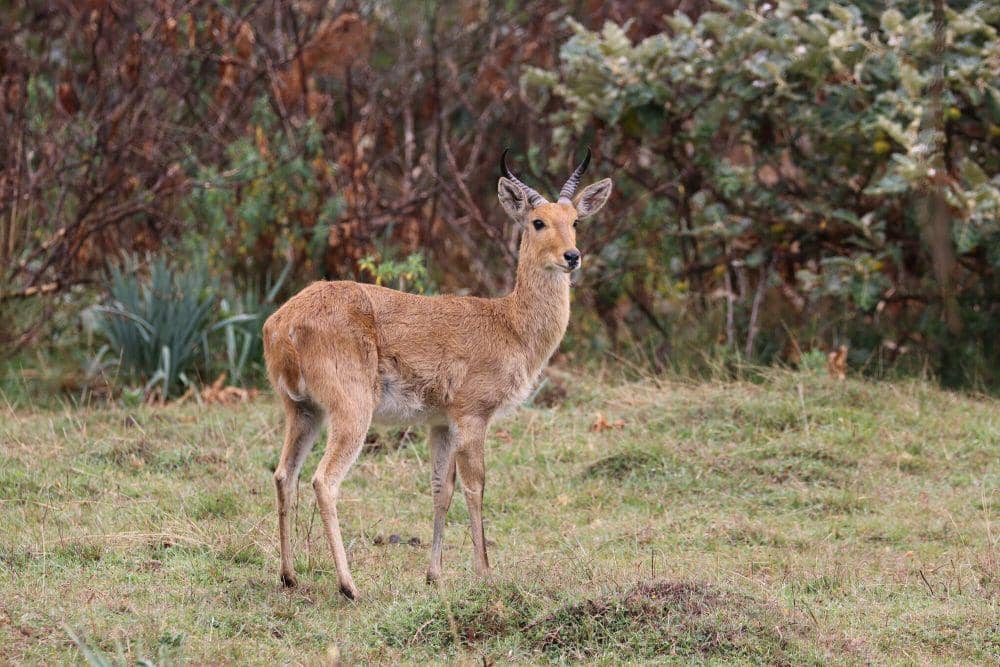 Bohor reedbuck (commons.m.wikimedia.org/Manuel Schwarz)