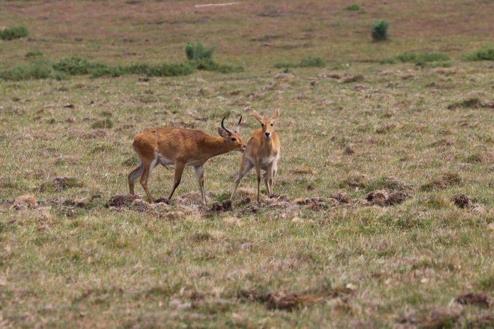 Bohor reedbuck (commons.m.wikimedia.org/Manuel Schwarz)