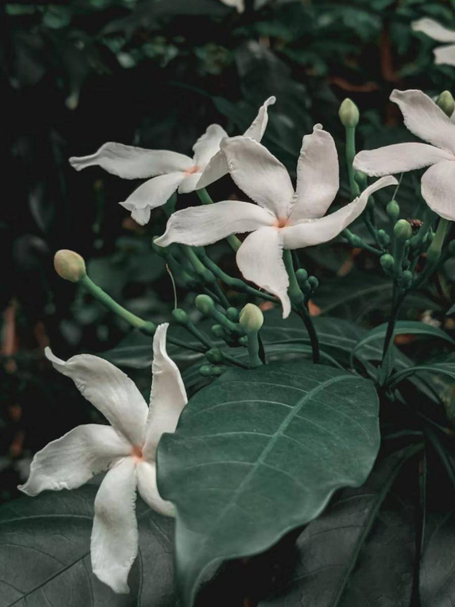 star jasmine (unsplash.com/Eddy Edwin)