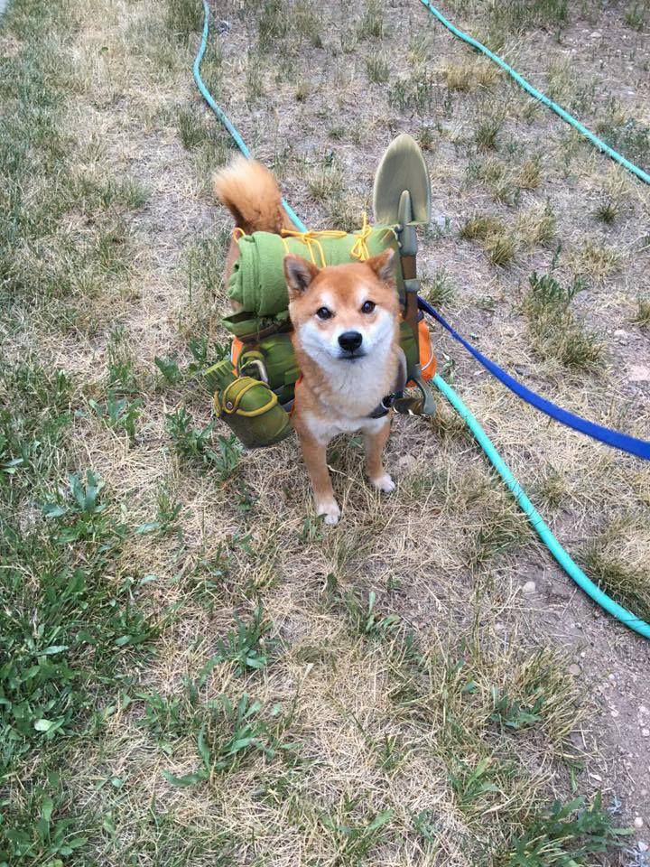 foto gemas Shiba Inu saat berkemah (reddit.com/user/dubs123105)