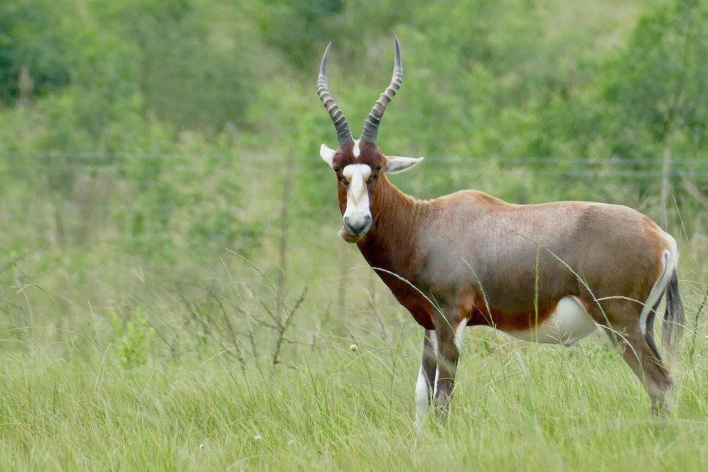 7 Fakta Blesbok, Antelop Langka yang Banyak Diburu