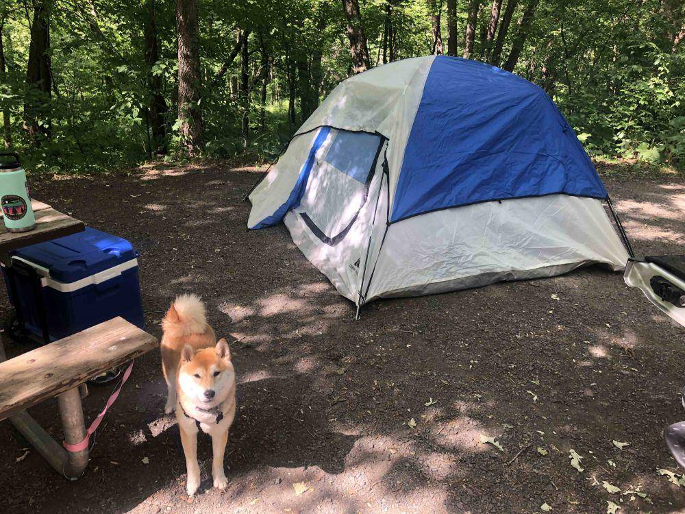 foto gemas Shiba Inu saat berkemah (reddit.com/r/shiba)