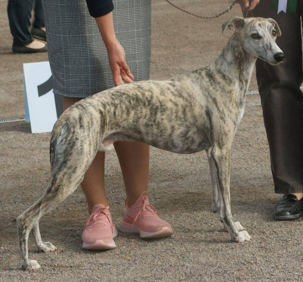 Anjing whippet (commons.wikimedia.org/Canarian)
