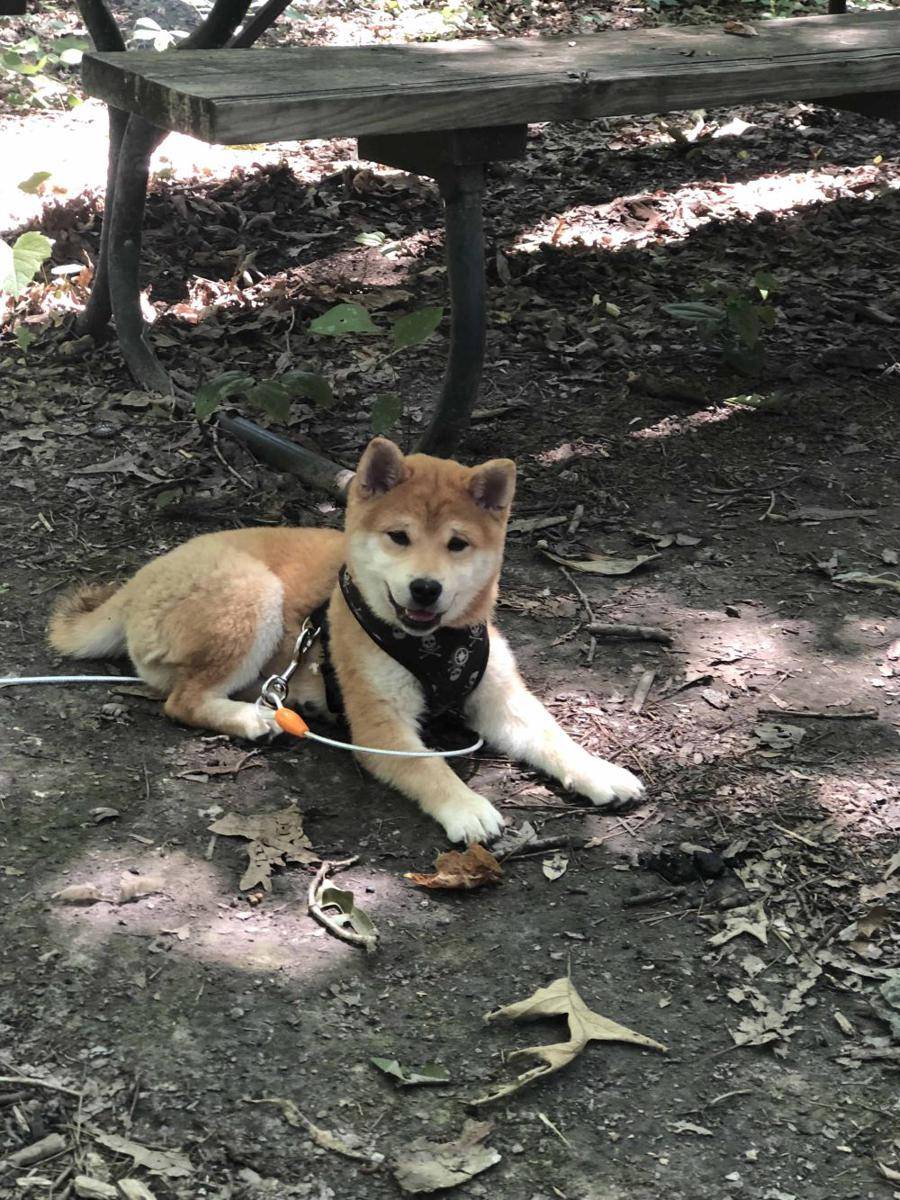 foto gemas Shiba Inu saat berkemah (reddit.com/user/cassierae1993)