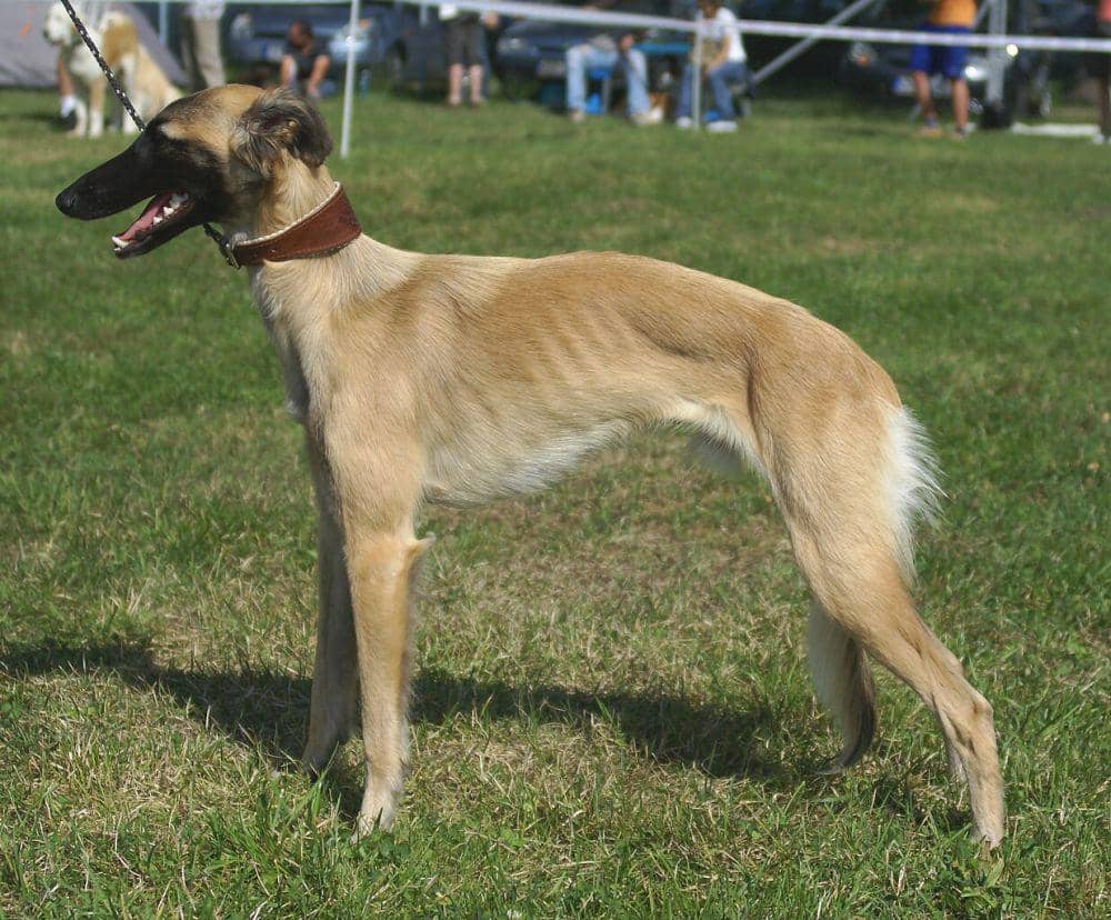 Anjing whippet (commons.wikimedia.org/Marcin Błaszkowski)