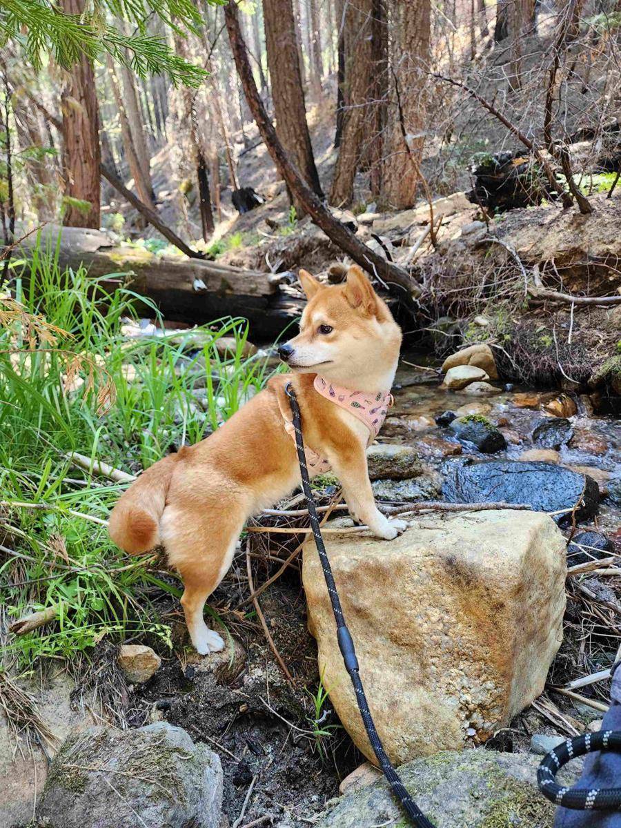 foto gemas Shiba Inu saat berkemah (reddit.com/user/Whymakepudding)