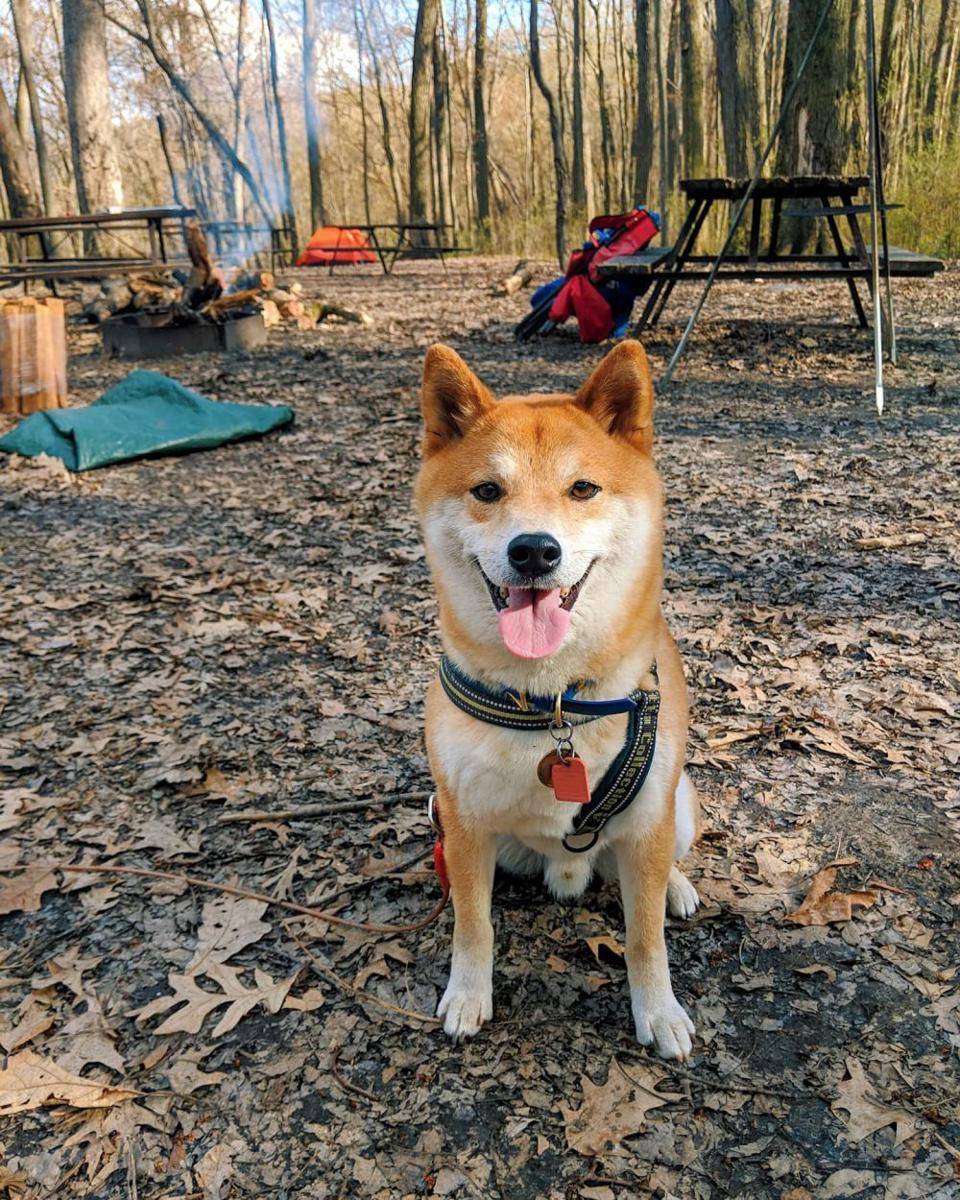 foto gemas Shiba Inu saat berkemah (reddit.com/user/pinksharpii)