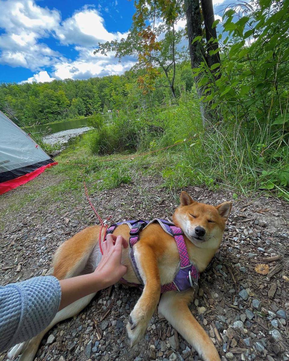 foto gemas Shiba Inu saat berkemah (reddit.com/user/Benn96)