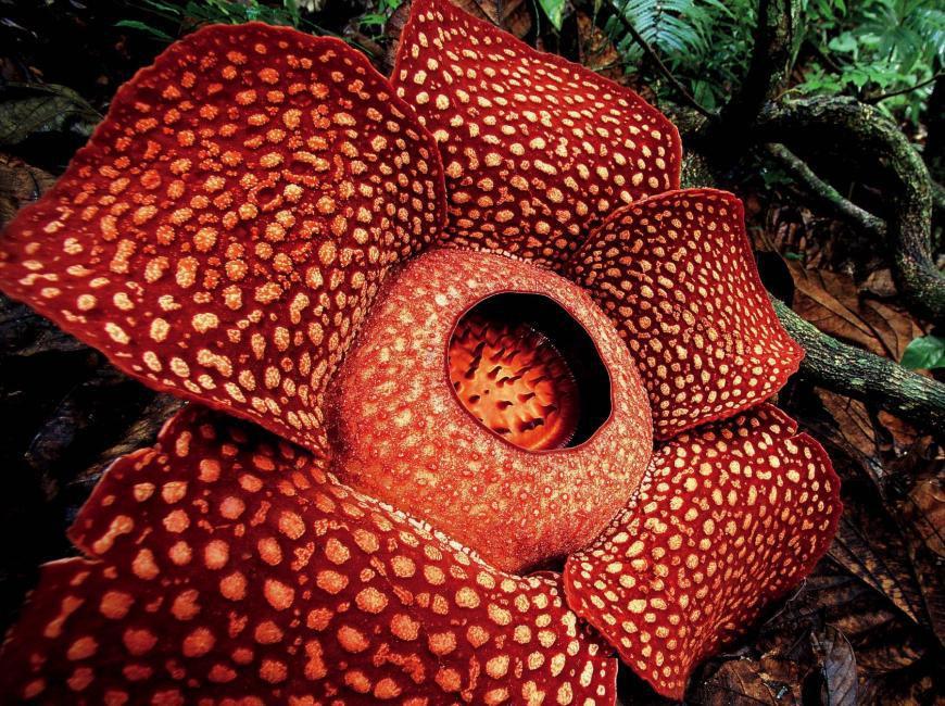5 Fakta Unik Rafflesia, Bunga Terbesar di Dunia yang Berbau Menyengat