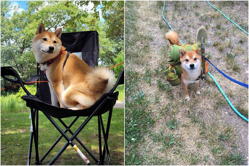 10 Foto Gemas Shiba Inu saat Berkemah, Betah Banget Tampaknya