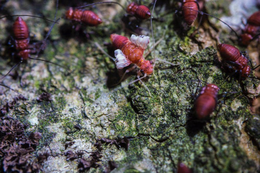 ilustrasi serangga (pexels.com/Jimmy Chan)