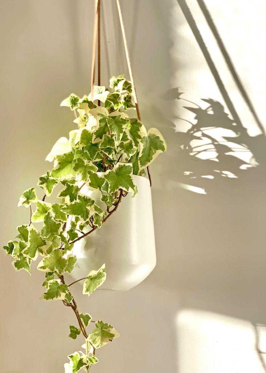 ilustrasi tanaman ivy (pexels.com/@plantsandgraphics)