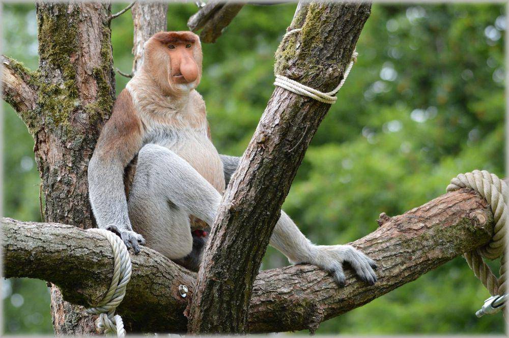 bekantan (Pixabay/ PublicDomainPictures)