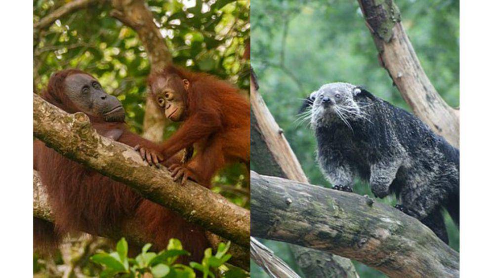 orang utan kalimantan dan binturong (commons.wikimedia.org/ Thomas Fuhrmann | commons.wikimedia.org/ Mark van Seeters)