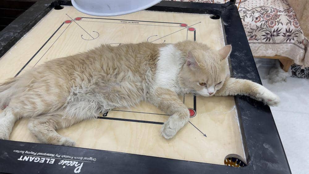 10 Tingkah Kocak Kucing Tiduran di Atas Papan Permainan, Ngalangin!