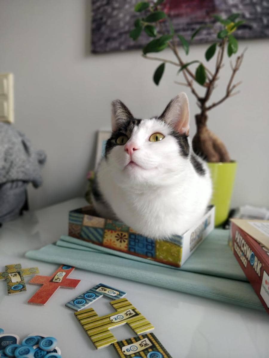 potret kucing tiduran di atas papan permainan (reddit.com/user/oskiii)