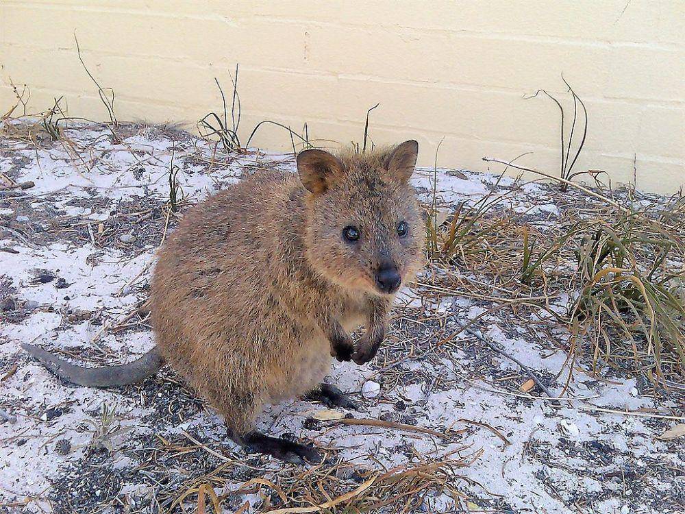 quokka (commons.wikimedia.org/Gavin Williams)