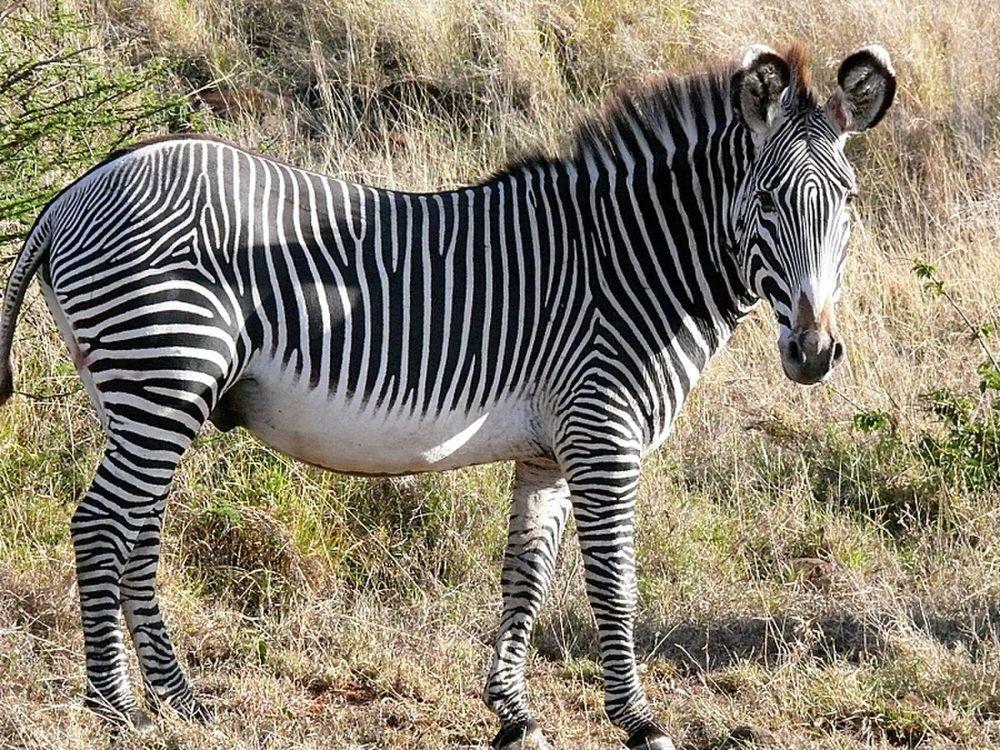 6 Fakta Unik Zebra Grevy, Namanya Diambil dari Mantan Presiden Prancis
