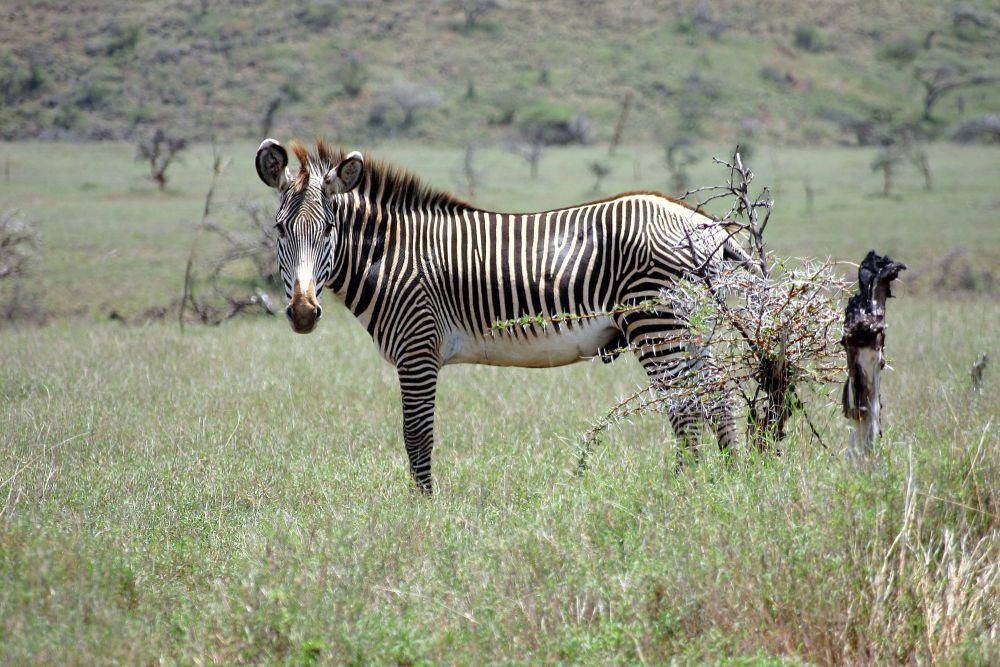 Zebra grevy (commons.m.wikimedia.org/Kevin Walsh)