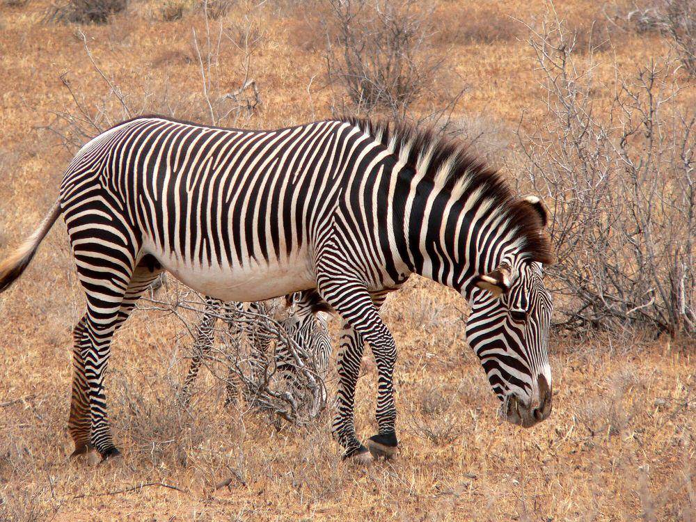 Zebra grevy (commons.m.wikimedia.org/Snake3yes)