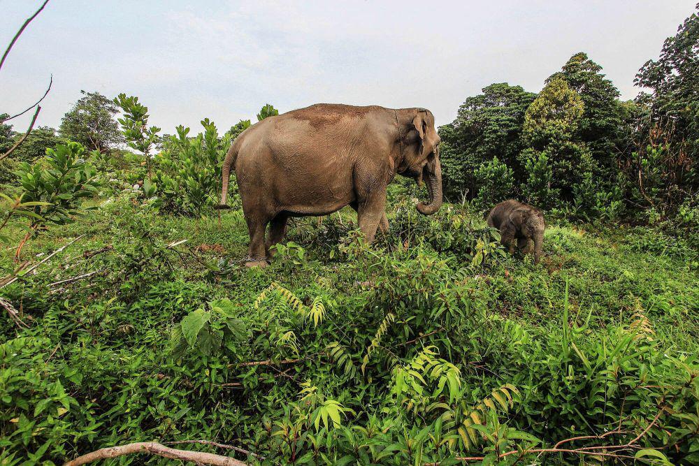 Gajah Sumatra (commons.m.wikimedia.org/Hadly Vavaldi)