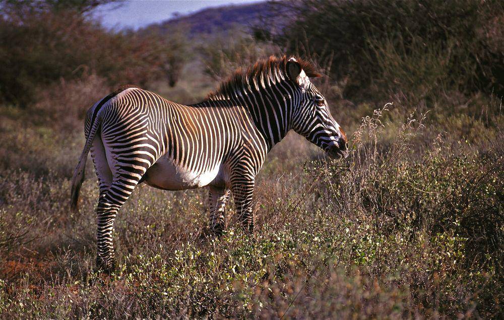 Zebra grevy (commons.m.wikimedia.org/Bernard Dupont)
