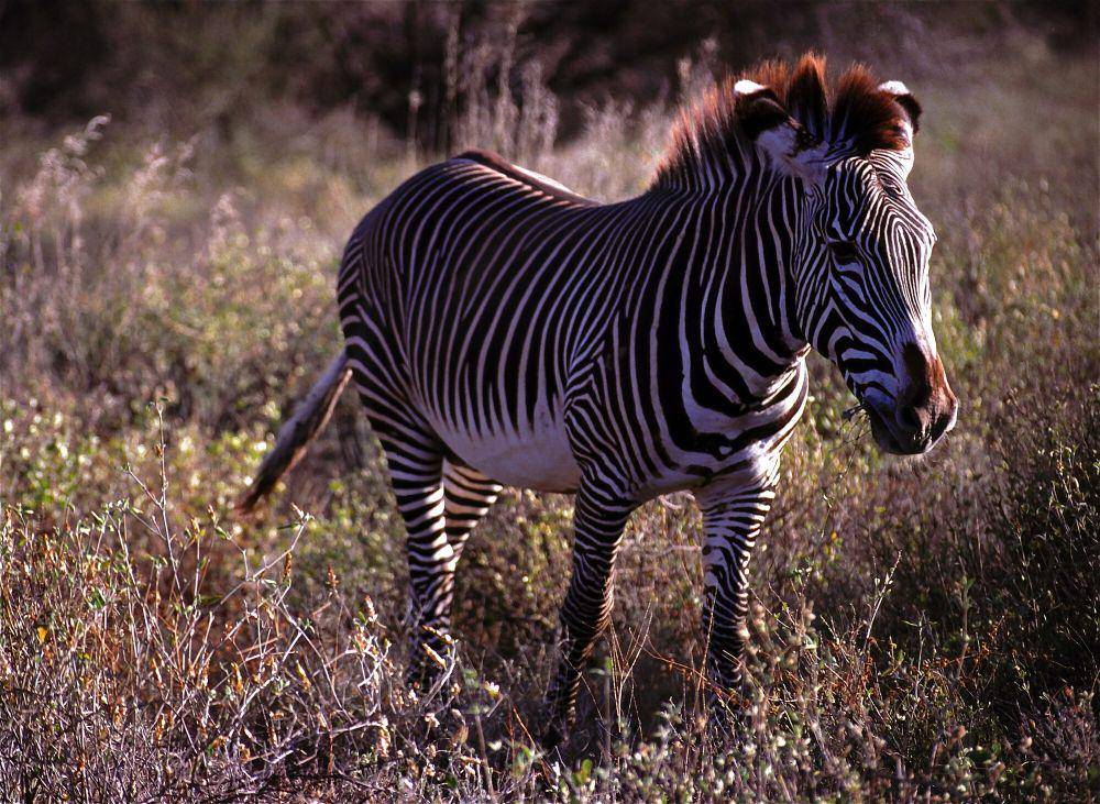 Zebra grevy (commons.m.wikimedia.org/Bernard Dupont)