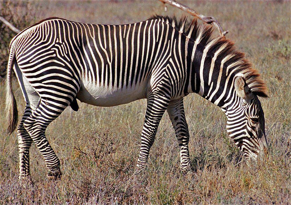Zebra grevy (commons.m.wikimedia.org/Bernard Dupont)