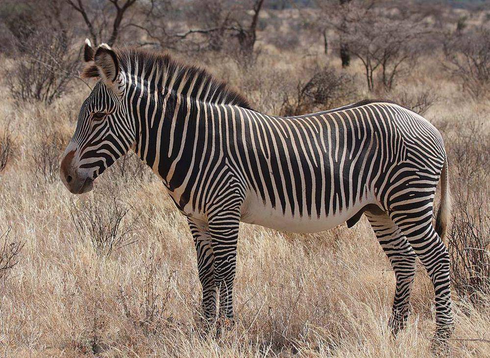 Zebra grevy (commons.m.wikimedia.org/Rainbirder)