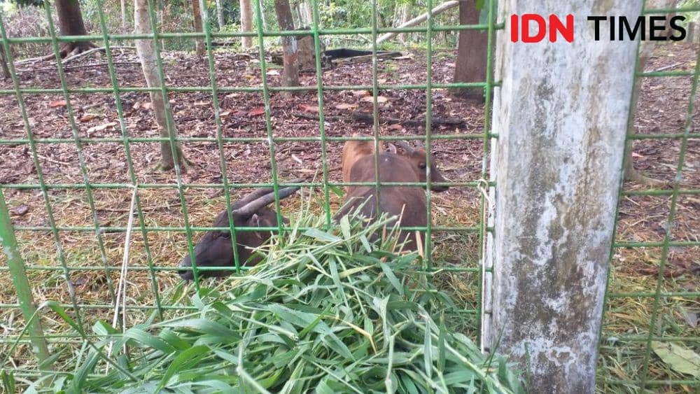 Anoa dataran rendah (Bubalus depressicornis) bernama Denok dan anaknya, Raden, di Anoa Breeding Center, Manado, Sulawesi Utara, Jumat (1/12/2023). IDNTimes/Savi