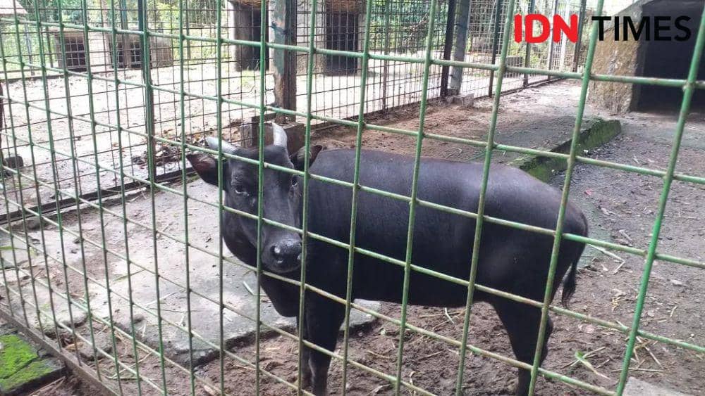 Anoa dataran rendah (Bubalus depressicornis) bernama Manis di Anoa Breeding Center, Manado, Sulawesi Utara, Jumat (1/12/2023). IDNTimes/Savi
