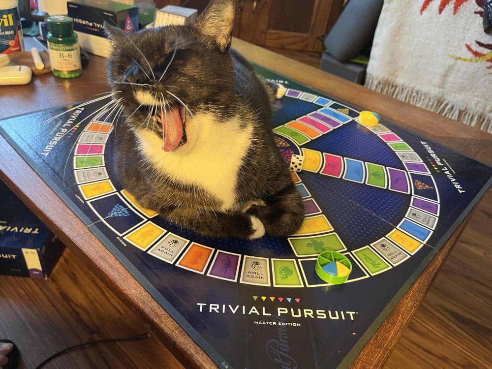 potret kucing tiduran di atas papan permainan (reddit.com/r/cats)