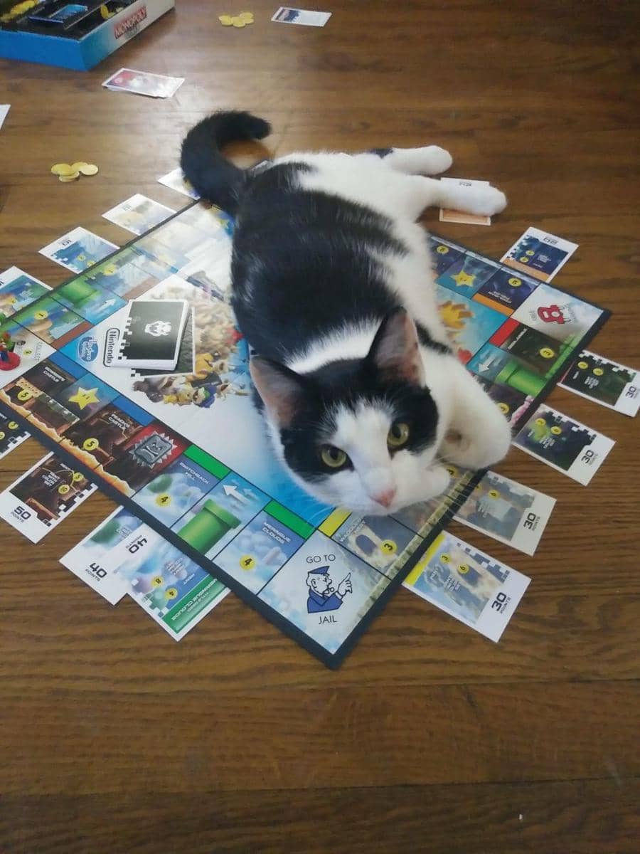 potret kucing tiduran di atas papan permainan (reddit.com/user/frypincher)