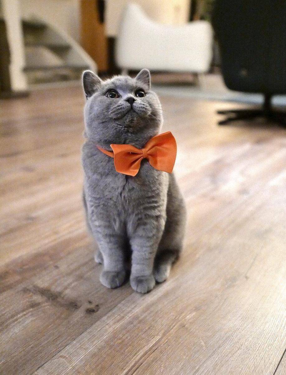foto gemas anabul pakai dasi (reddit.com/user/cat_ludo)
