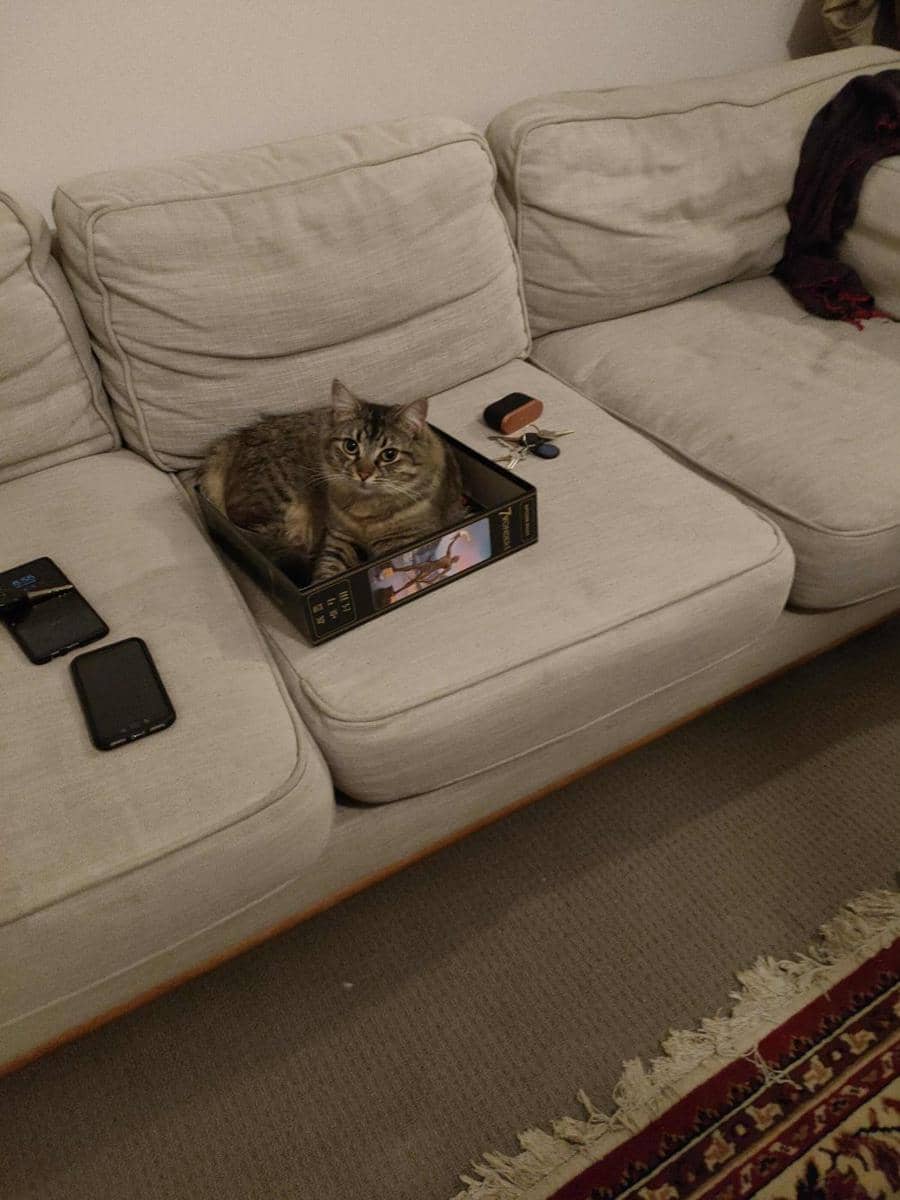 potret kucing tiduran di atas papan permainan (reddit.com/user/sensual_lettuce)