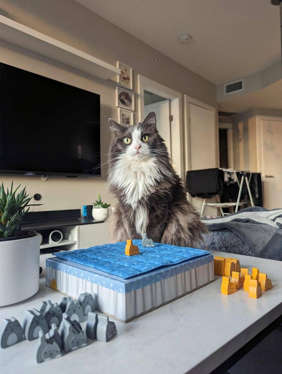 potret kucing tiduran di atas papan permainan (reddit.com/user/sarachachilisauce)
