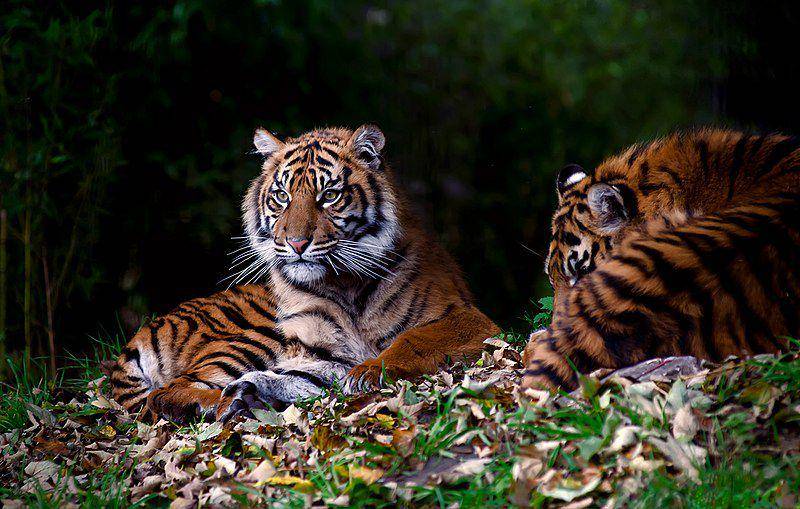harimau sumatra beristirahat (commons.wikimedia.org/Steve Wilson)