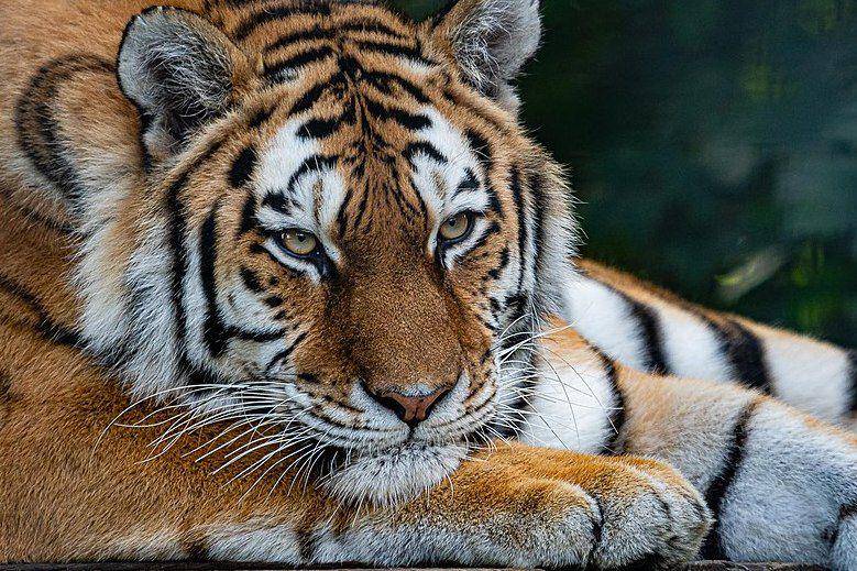 tampak dekat harimau siberia (commons.wikimedia.org/Smudge 9000)